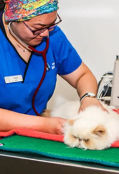 Small White Cat Being Examined at Islington Village Animal Hospital